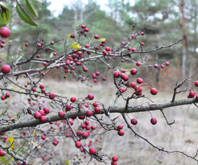 Ripened hawthorn berries