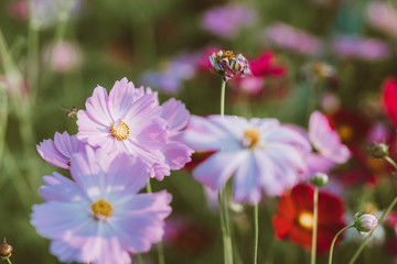 Cosmo flowers in the garden with sunlight in the morning. Beautiful cosmo flower in tone film color