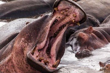 Boca abierta y grande de hipopotamo, bostezo