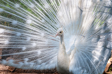 Fototapeta premium White Peafowl