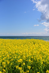 Obraz premium 菜の花