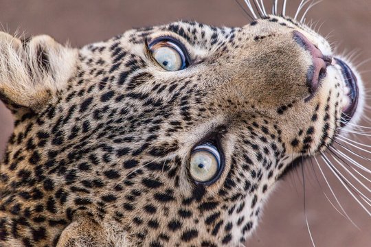 Mirada de leopardo africano en la selva