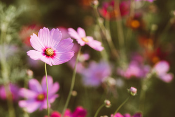 Obraz premium Cosmo flowers in the garden with sunlight in the morning. Beautiful cosmo flower in tone film color