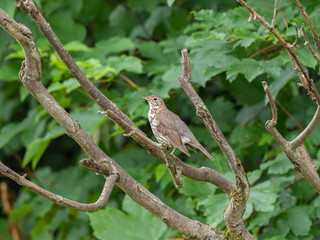 The song thrush (Turdus philomelos) is a thrush that breeds across much of Eurasia.