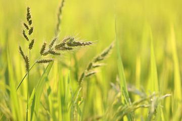 poaceae delicate flower with rice field background 