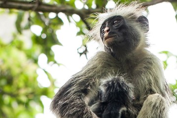 Mono de colobo rojo de Zanzíbar. Zanzíbar, Tanzania