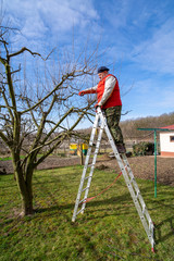 Man pruning fruit tree branches. Work in the home garden. A scene from everyday life.