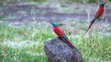 Aves exóticas africanas de color rojo y verde © Jose