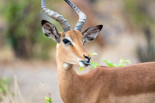cabeza de ant&iacute;lope africano con su cornamenta