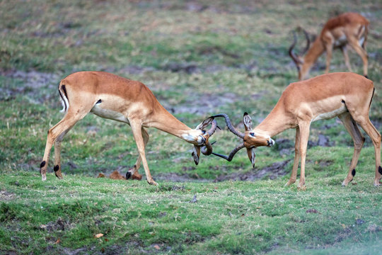 Ant&iacute;lopes pele&aacute;ndose con la cornamenta en un safari