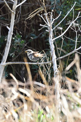 鳥