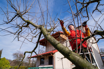 Man pruning fruit tree branches. Work in the home garden. A scene from everyday life.
