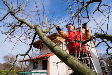 Man pruning fruit tree branches. Work in the home garden. A scene from everyday life.