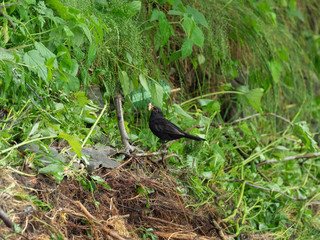 The common blackbird (Turdus merula) is a species of true thrush. Male common blackbird with baby food