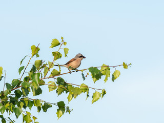 The red-backed shrike (Lanius collurio) is a carnivorous passerine bird and member of the shrike family Laniidae. 