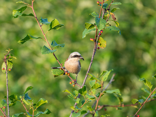 The red-backed shrike (Lanius collurio) is a carnivorous passerine bird and member of the shrike family Laniidae. 