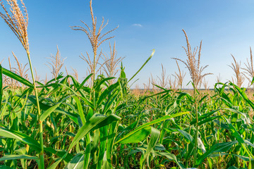 Beautiful green corn field on a sunny summer day with blue sky. Cornfield on a sunny summer day