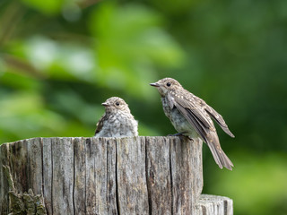 The spotted flycatcher (Muscicapa striata) is a small passerine bird in the Old World flycatcher family.