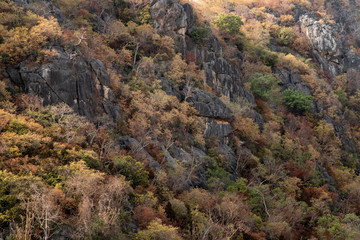 Obraz premium Trees forest on the mountain slope in a nature.