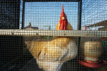 Booted bantam rosster in a cage    © sukarman