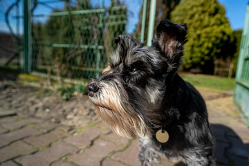 A beautiful miniature schnauzer in a home garden. The dog guards the property.