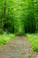 Beautiful forest path on spring, tree tunnel,  european park, outdoor walk, place for relax, quite place
