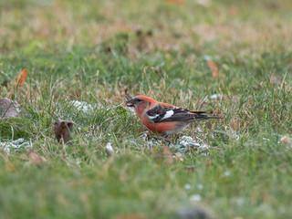 The two-barred crossbill (Loxia leucoptera) is a small passerine bird in the finch family Fringillidae.