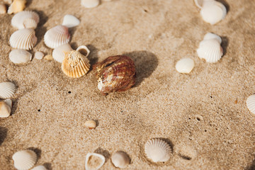 Fototapeta na wymiar Close up of beach sand with lots of sea shells. Golden hour.