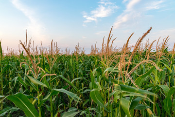 Beautiful green corn field on a sunny summer day with blue sky. Cornfield on a sunny summer day
