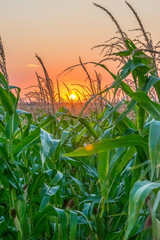 Beautiful green corn field at sunset. Corn field at sunset with beautiful sky. Organic Corn field at sunset
