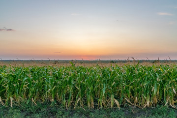 Beautiful green corn field at sunset. Corn field at sunset with beautiful sky. Organic Corn field at sunset