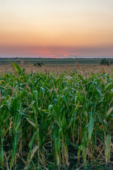 Beautiful green corn field at sunset. Corn field at sunset with beautiful sky. Organic Corn field at sunset