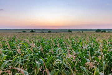 Beautiful green corn field at sunset. Corn field at sunset with beautiful sky. Organic Corn field at sunset