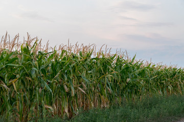 Green corn field at sunset. Corn field at sunset. Organic Corn field