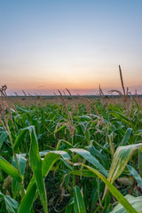 Fototapeta premium Beautiful green corn field at sunset. Corn field at sunset with beautiful sky. Organic Corn field at sunset