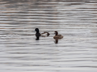 The greater scaup (Aythya marila), just scaup in Europe. 