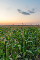 Beautiful green corn field at sunset. Corn field at sunset with beautiful sky. Organic Corn field at sunset