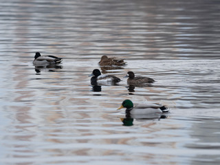 The greater scaup (Aythya marila), just scaup in Europe. 