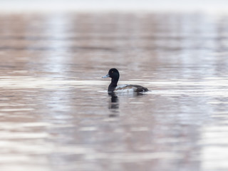 The greater scaup (Aythya marila), just scaup in Europe. 