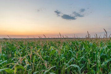 Beautiful green corn field at sunset. Corn field at sunset with beautiful sky. Organic Corn field at sunset