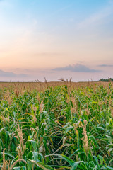 Beautiful green corn field at sunset. Corn field at sunset with beautiful sky. Organic Corn field at sunset