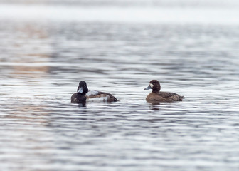 The greater scaup (Aythya marila), just scaup in Europe. 
