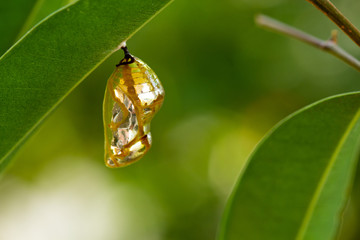 Common crow chrysalis hanging from leaf left of frame 4