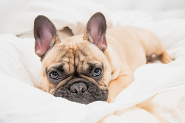 french bulldog lying on floor