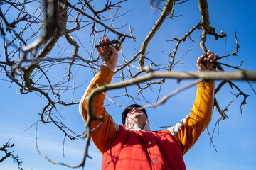 Man pruning fruit tree branches. Work in the home garden. A scene from everyday life.