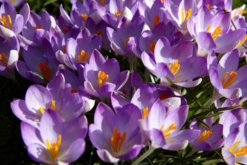 Crocus