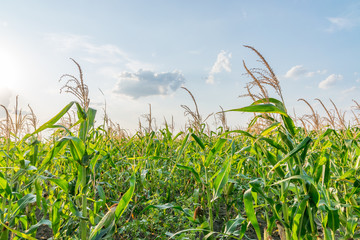 Fototapeta premium Beautiful green corn field on a sunny summer day with blue sky and clouds. Cornfield on a sunny summer day