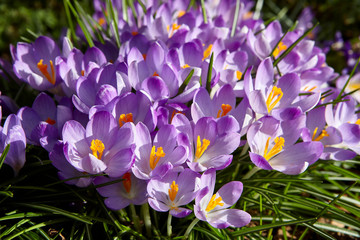 Crocus
