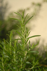 ROMARIN / HERBE DE PROVENCE PLANTE AROMATIQUE DE GARRIGUES