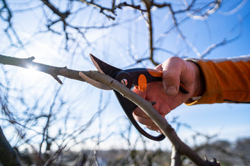 Hand holding a pruning shears. Man pruning fruit tree branches. Work in the home garden. A scene...